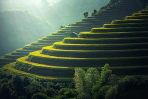 Green and golden rice terraces on hillside at sunset